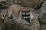 岩の上にアライグマが寝転んでいる写真