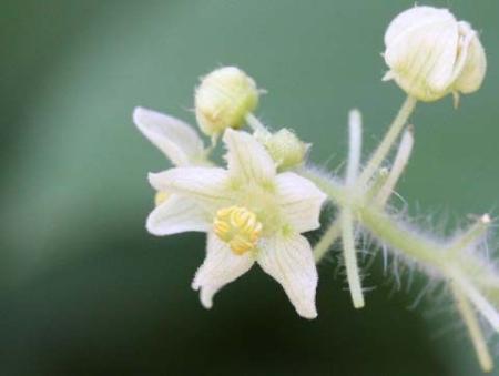 アレチウリの花