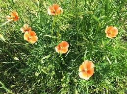 緑の葉と茎にオレンジ色の花が咲いているナガミヒナゲシの写真1