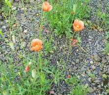 緑の葉と茎にオレンジ色の花が咲いているナガミヒナゲシの写真2