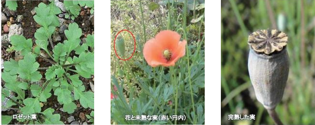 ナガミヒナゲシの画像