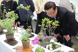 机の上に並べられた、鉢植えの山野草を見る市長の写真