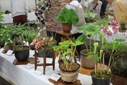 机の上に並ぶ、鉢植えの山野草の写真