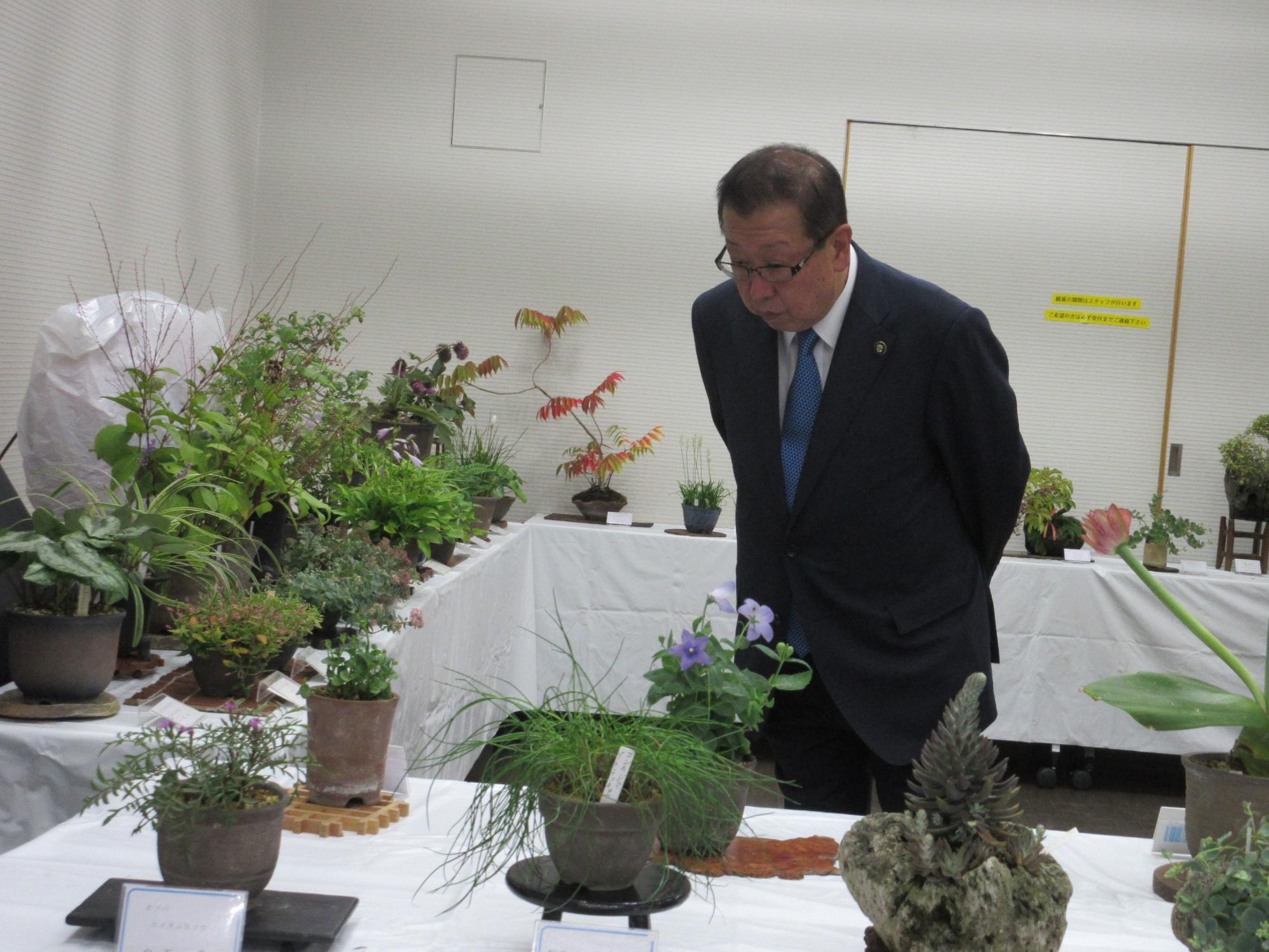 四季山草会山野草展