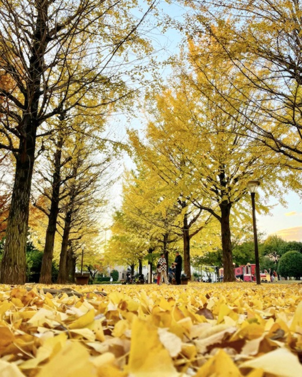 「晩秋の週末」坂 義信さん（西中央公園）