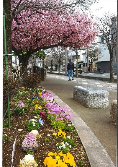 「春の花壇」原田 和義さん（上福岡駅西口入口交差点から駅方面）