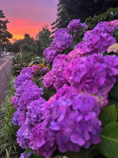 【会長賞】「夕陽色の紫陽花」馬場美穂