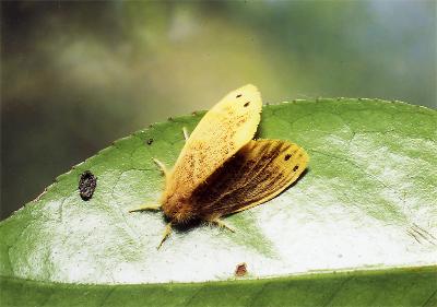 チャドクガの成虫(メス)の写真