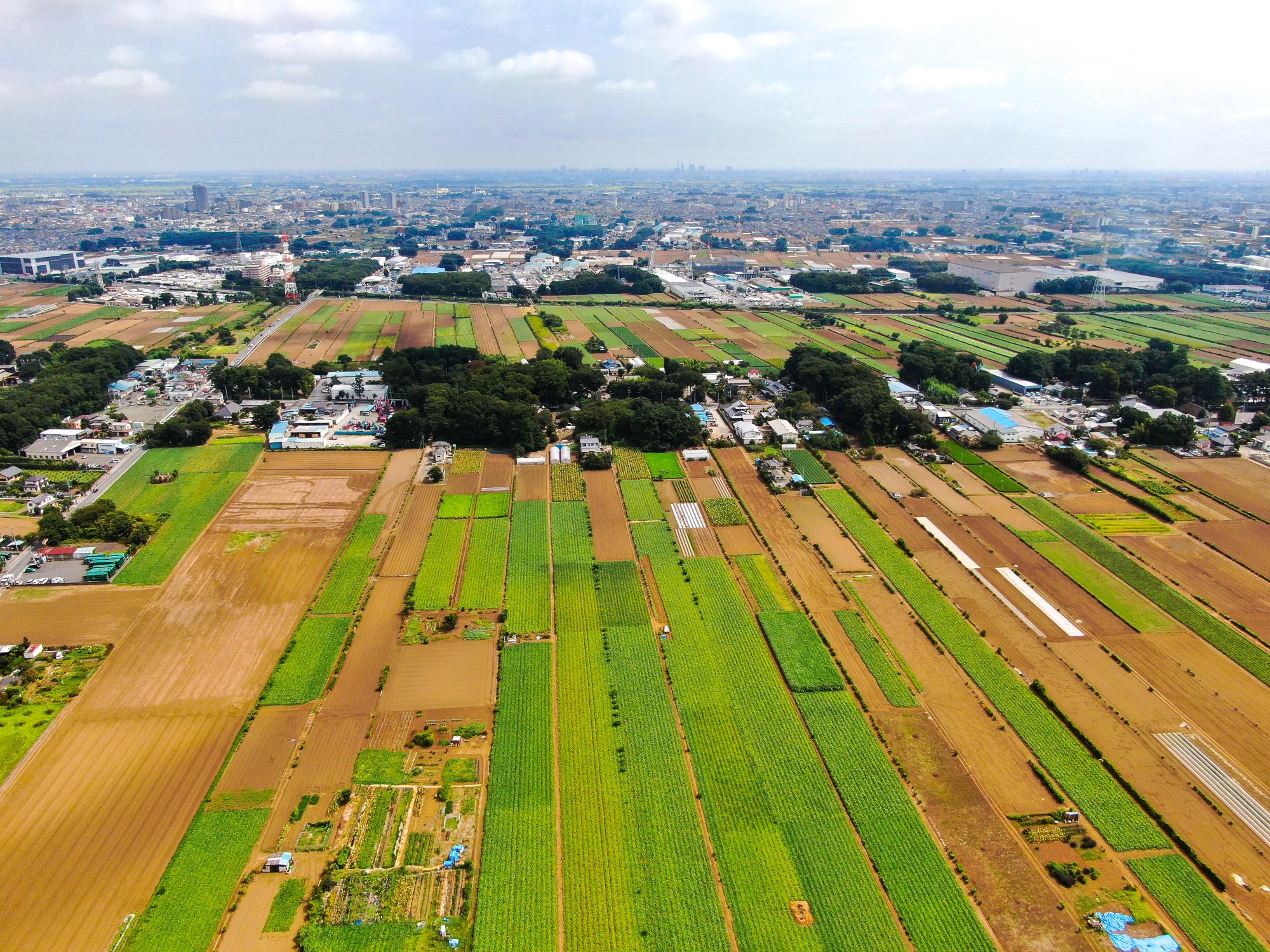 武蔵野の田園風景