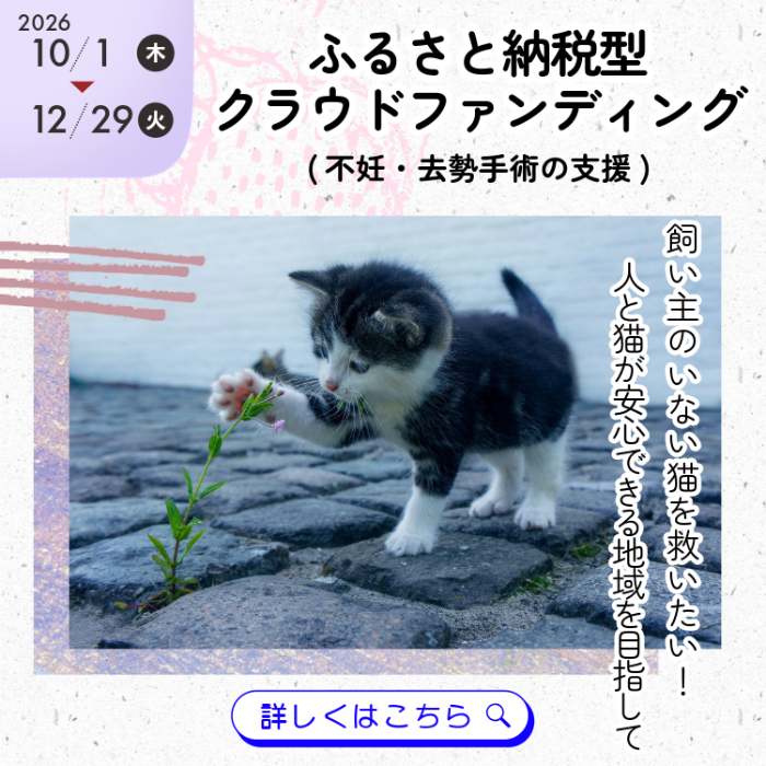 飼い主のいない猫のためのふるさと納税型クラウドファンディングを実施します