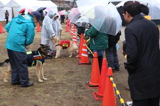 雨の中、レインコートやジャンパーを着たスタッフが訓練犬と触れ合っているのを市長が見ている写真
