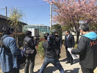 満開の桜の木の前で撮影をしている市長のカメラマンの後ろから写した写真