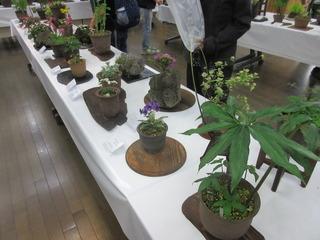 春の山野草展に展示されている植木の写真