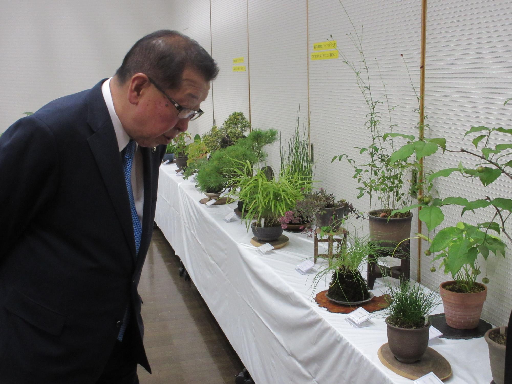 四季山草会山野草展