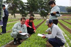 市長と関係者の人達が畑の作物を審査する写真