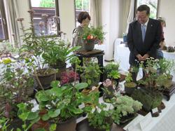 机に上に沢山の植木鉢に入った鉢植えが置かれており、市長が年配の女性と笑顔で鉢植えを見ている写真