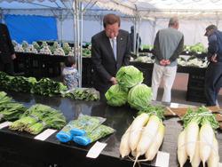 秋の収穫祭で収穫された白菜、大根、水菜、ホウレンソウなどの野菜が机に並べらており、市長が野菜を見ている写真