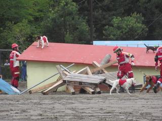 訓練犬を使って倒壊した建物から人を救助する訓練が行われている写真