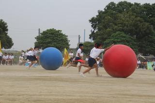 青と赤の大玉転がしの競技がお行われており、各チーム大玉を手で転がして競争している様子の写真