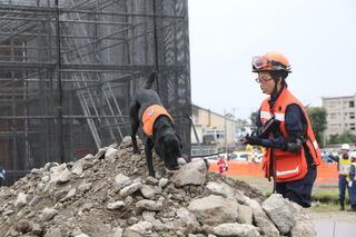 オレンジ色のベストを付けた人と黒い救助犬が、がれきのなかの匂いを嗅いでいる訓練様子の写真