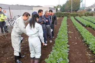 綺麗に育った青々とした野菜の列が畑の奥まで続いており、手前では市長と関係者の方が野菜を見ながら話しをしている様子の写真