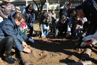 市長と参加者の皆さんが、花壇に集まって球根を植えようとしている写真