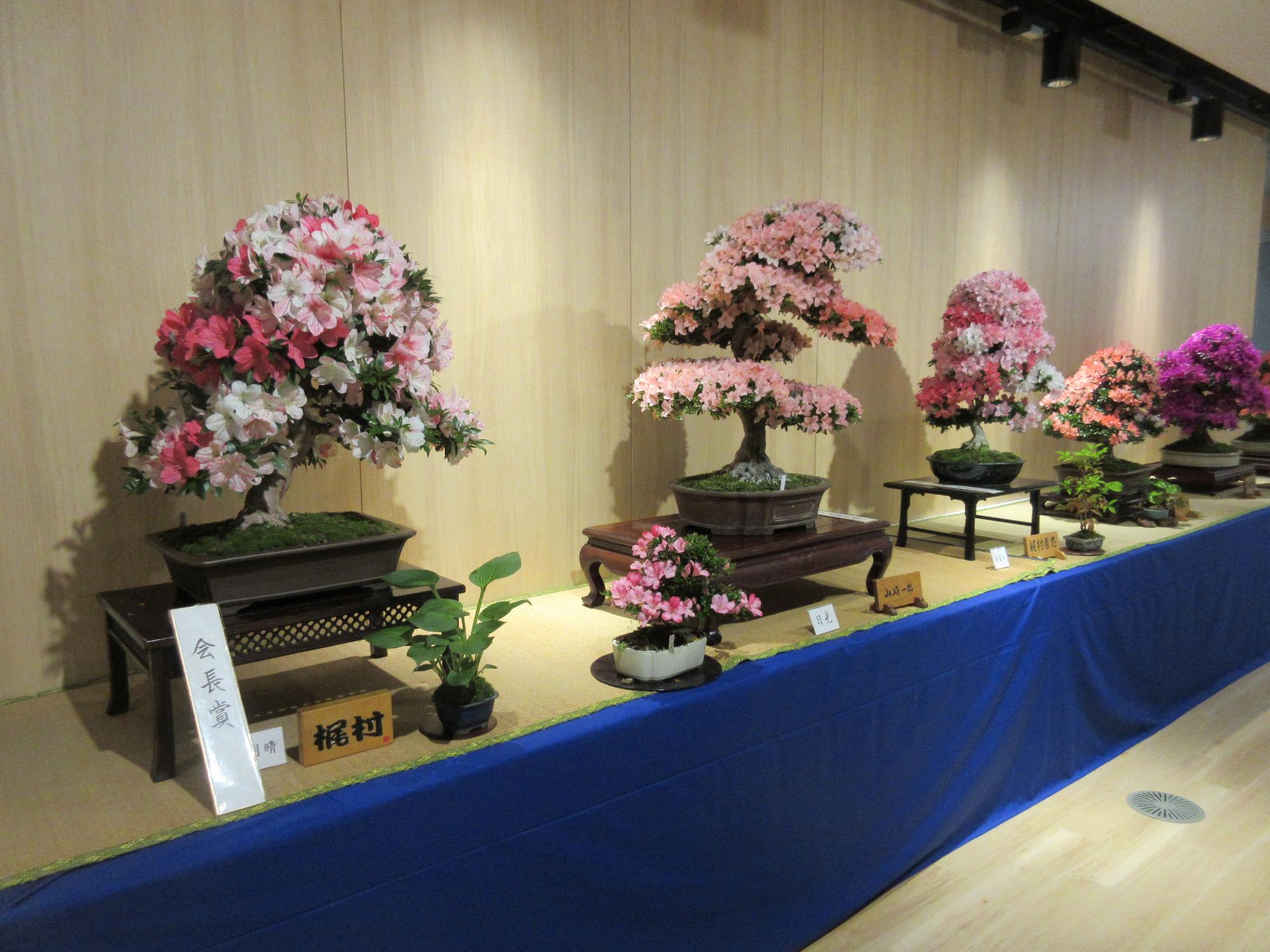 2024053102さつき盆栽花季展