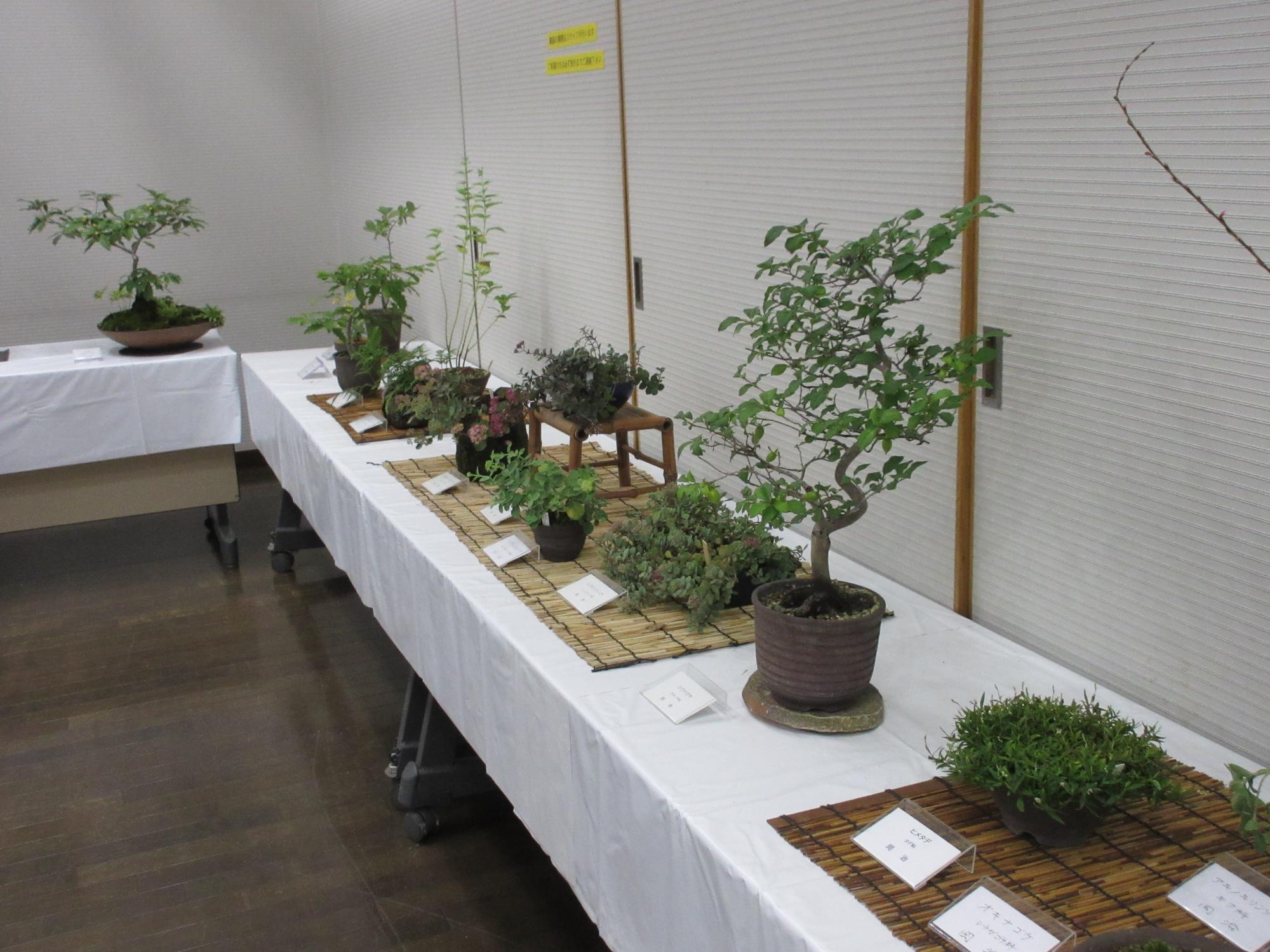 2024100302秋の山野草展