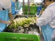 ふじみ野市で収穫したネギを洗っている上福岡学校給食センターの職員の写真