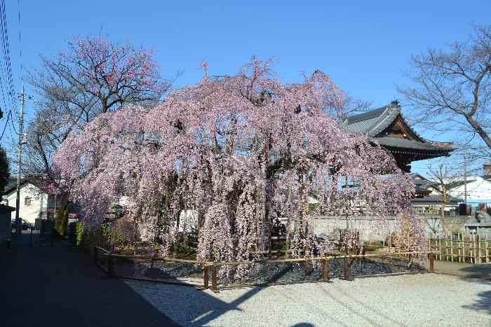 2017地蔵院枝垂桜