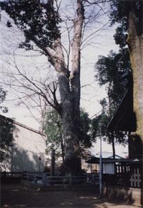 神社の社殿裏手に大きくそびえ立つけやきの写真