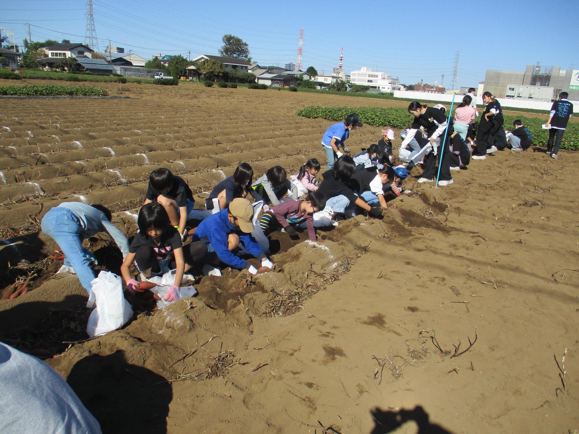 いもほり体験 土の中にある宝物は見つかったかな！